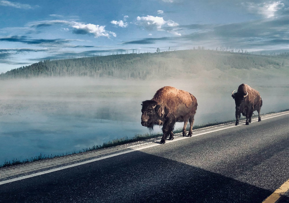 bison in the middle of the road